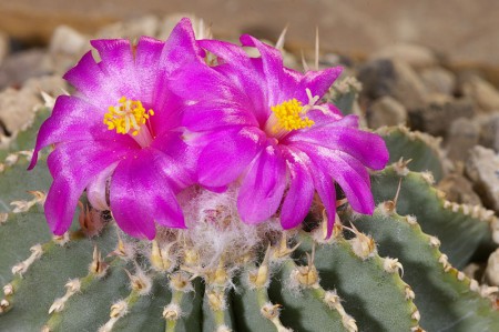 Geohintonia mexicana Glass et Fitz Maurice, Cact. Suc. Mex., 37: 17, 1992,